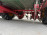 Koningsplanter Vicon AP 475HH